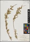 Foto von Salix acmophylla Boiss.